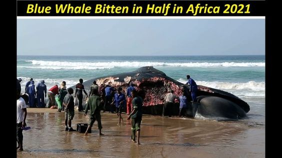 Blue whale bitten in half 2021 | Full behind Story