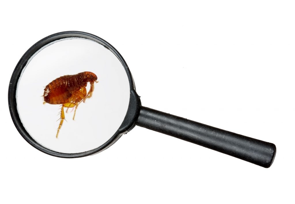 4 Tips for Getting Rid of a Flea Infestation