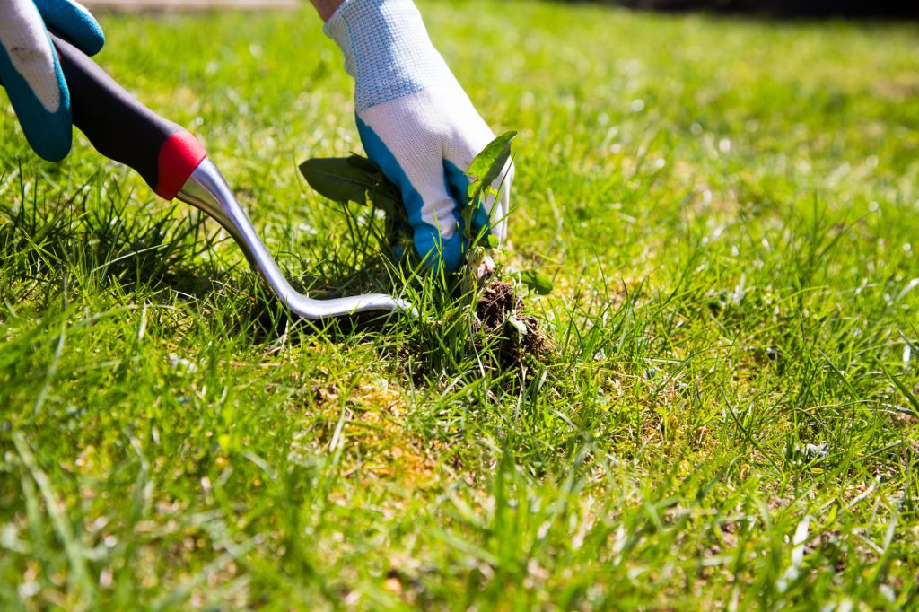 How to Get Rid of Lawn Weeds